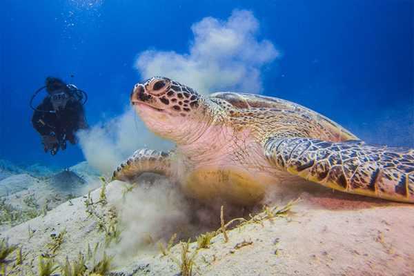 Marsa Alam Snorkeling tours and Redsea activities