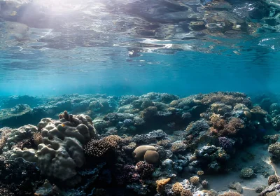 Your Guide To The Egyptian Red Sea